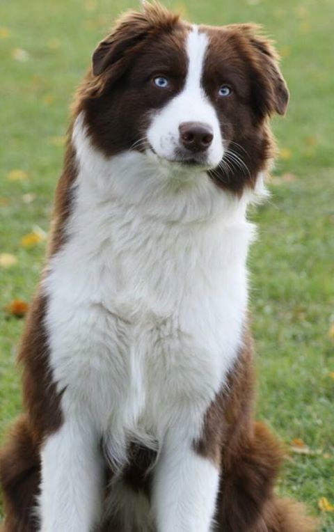 Monreals Sweet Chocolate - Australian Shepherd Online Pedigree Database